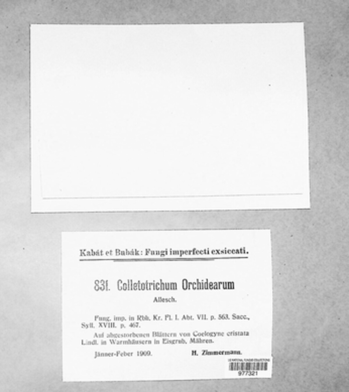 Colletotrichum orchidearum image